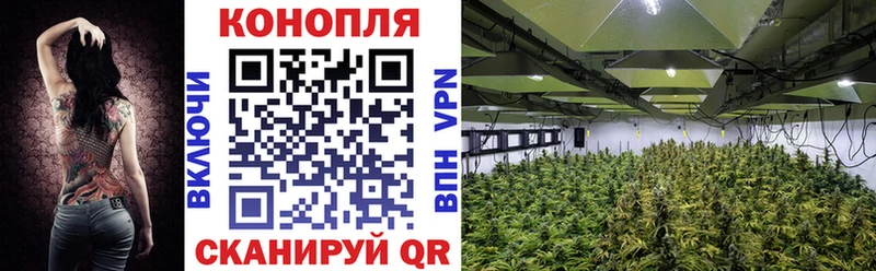 Бошки марихуана гибрид где продают наркотики Шуя